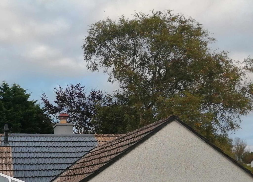 roof cleaning essex